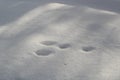 Rabbit tracks on fluffy snow close up Royalty Free Stock Photo