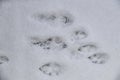 Rabbit tracks in the freshly fallen snow of a bunny who hopped across the area - top down view Royalty Free Stock Photo