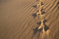 Rabbit tracks in the sand Royalty Free Stock Photo