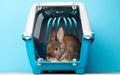 Rabbit in a transport box, pet locked in a cage, taking care of domestic animal, vacation or appointment at a vet doctor Royalty Free Stock Photo