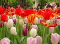 Rabbit with tulips.