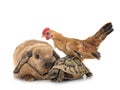 rabbit, turtle and chicken Royalty Free Stock Photo