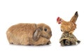 rabbit, turtle and chicken Royalty Free Stock Photo