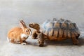 Rabbit and turtle. Royalty Free Stock Photo