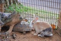 rabbit and turtle Royalty Free Stock Photo