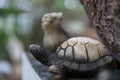 Rabbit turtle statue stone Royalty Free Stock Photo