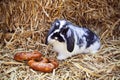 Rabbit with two pretzels sitting in straw Royalty Free Stock Photo