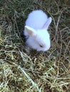 Rabbit two very nice pic Royalty Free Stock Photo