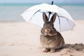 Rabbit under an umbrella on the beach in sunny weather is resting