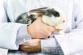 Rabbit and veterinarian doctor at work in vet clini Royalty Free Stock Photo