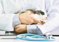 Rabbit and veterinarian doctor at work in vet clini Royalty Free Stock Photo