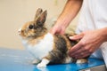 Rabbit at the veterinarian Royalty Free Stock Photo