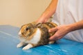 Rabbit at the veterinarian Royalty Free Stock Photo