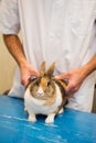 Rabbit at the veterinarian Royalty Free Stock Photo