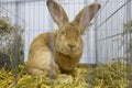 Rabbit expose at a pet expo