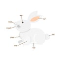 Rabbit vocabulary part of body.vector