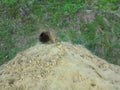 Sand heap at burrow of European rabbit Royalty Free Stock Photo