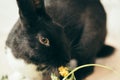 a rabbit was eating plants Royalty Free Stock Photo