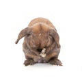 Rabbit washes. Royalty Free Stock Photo