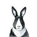 Rabbit - watercolor illustration isolated on white background