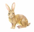 Rabbit watercolor vector illustration