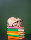 Rabbit wearing glasses sitting on a pile of books near empty chalkboard