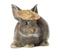 Rabbit wearing a straw hat Royalty Free Stock Photo