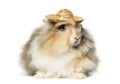 Rabbit wearing a straw hat Royalty Free Stock Photo