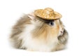 Rabbit wearing a straw hat