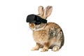 rabbit wearing VR glasses, portraying a playful and adventurous spirit eager for virtual escapades.