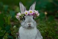 Rabbit wears flower wreath exuding charm and loveliness