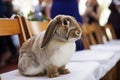 a rabbit at a wedding with flowers came to congratulate the bride and groom. A wedding ceremony