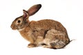 Rabbit on a white background Royalty Free Stock Photo