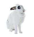 Rabbit on white background