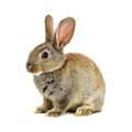 Rabbit on white background Royalty Free Stock Photo