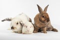 Rabbit and white guinea pig. Royalty Free Stock Photo