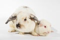 Rabbit and white guinea pig. Royalty Free Stock Photo