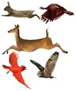 A rabbit, wild turkey, white tail deer, cardinal a flying owl are seen Royalty Free Stock Photo