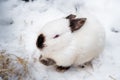 Rabbit in the winter. Gray and white bunnies in winter on snow