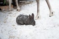 Rabbit in the winter. Gray and white bunnies in winter on snow Royalty Free Stock Photo