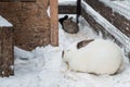 Rabbit in the winter. Gray and white bunnies in winter on snow