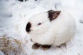 Rabbit in the winter. Gray and white bunnies in winter on snow