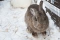 Rabbit in the winter. Gray and white bunnies in winter on snow Royalty Free Stock Photo