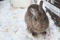 Rabbit in the winter. Gray and white bunnies in winter on snow