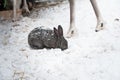 Rabbit in the winter. Gray and white bunnies in winter on snow Royalty Free Stock Photo