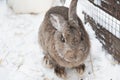 Rabbit in the winter. Gray and white bunnies in winter on snow