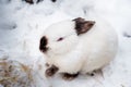 Rabbit in the winter. Gray and white bunnies in winter on snow Royalty Free Stock Photo