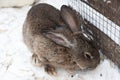 Rabbit in the winter. Gray and white bunnies in winter on snow