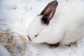 Rabbit in the winter. Gray and white bunnies in winter on snow