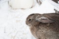 Rabbit in the winter. Gray and white bunnies in winter on snow